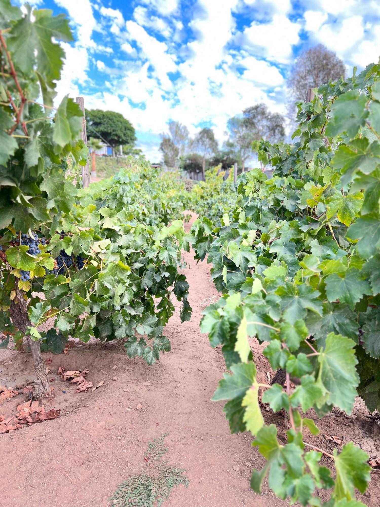 Rancho Matalote En 장크트 고아르스하우젠 외부 사진